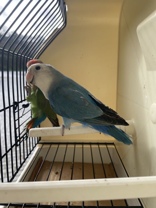 Casais agapornis longfeathear