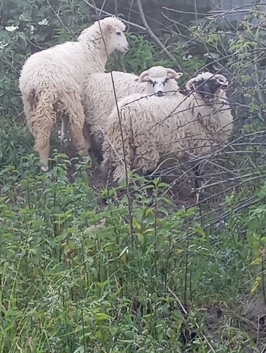 продам вівці Тай ягнята