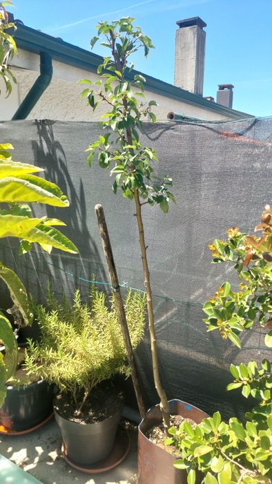 Árvores de fruto em vaso e morangueiros