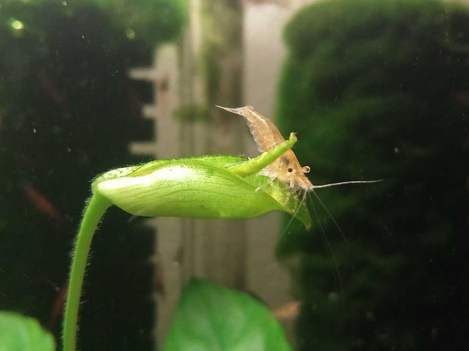 krewetki Neocaridina Bloody Mary -poselekcyjne