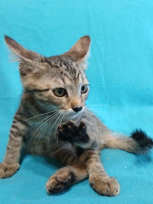Ласковый котенок 2,5мес серый полосатый табби  котик кошеня котята кішечка