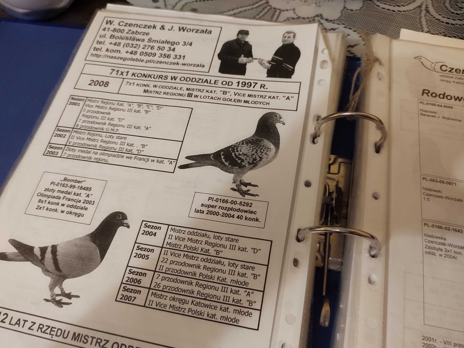 golebie pocztowe mlode 25 rok OKAZJA