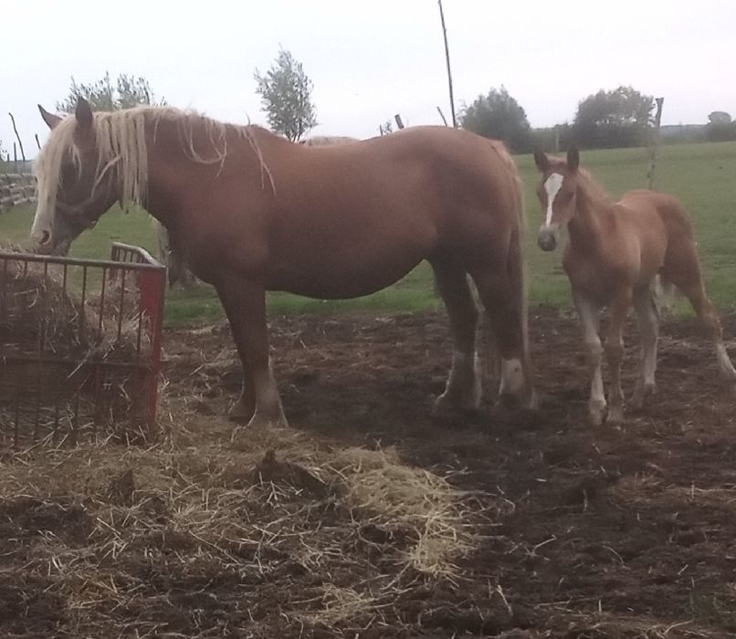 Konie klacze kobyły zimnokrwiste
