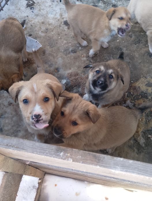 Віддамо ДАРОМ  у "добрі руки",військові