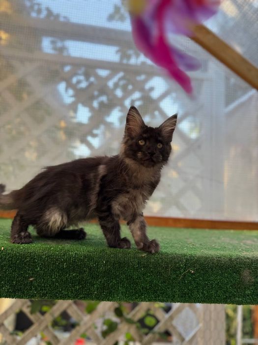 Sprzedam kociaka rasy Maine Coon