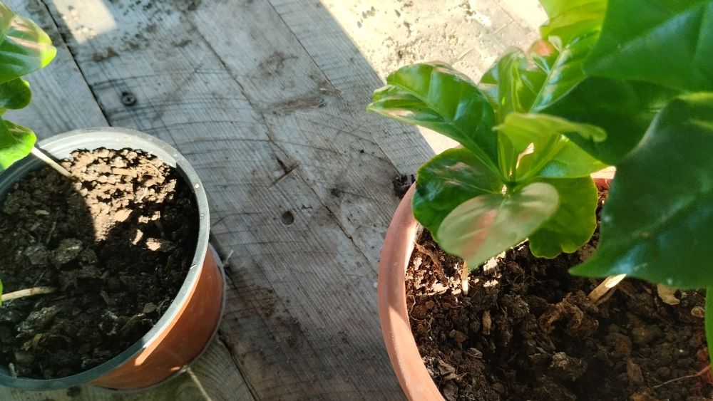 Продам трішки своїх екзотів