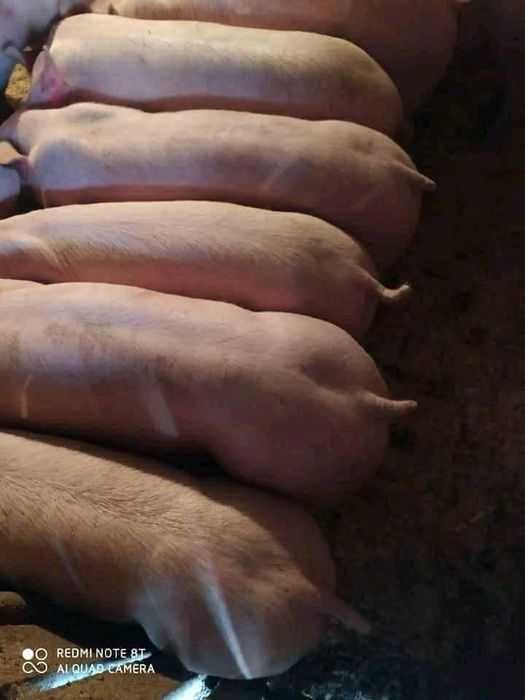 Продам Поросята)))