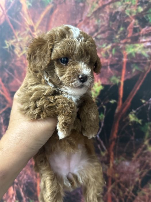 Poodle Mini Toy e Toy Vermelho