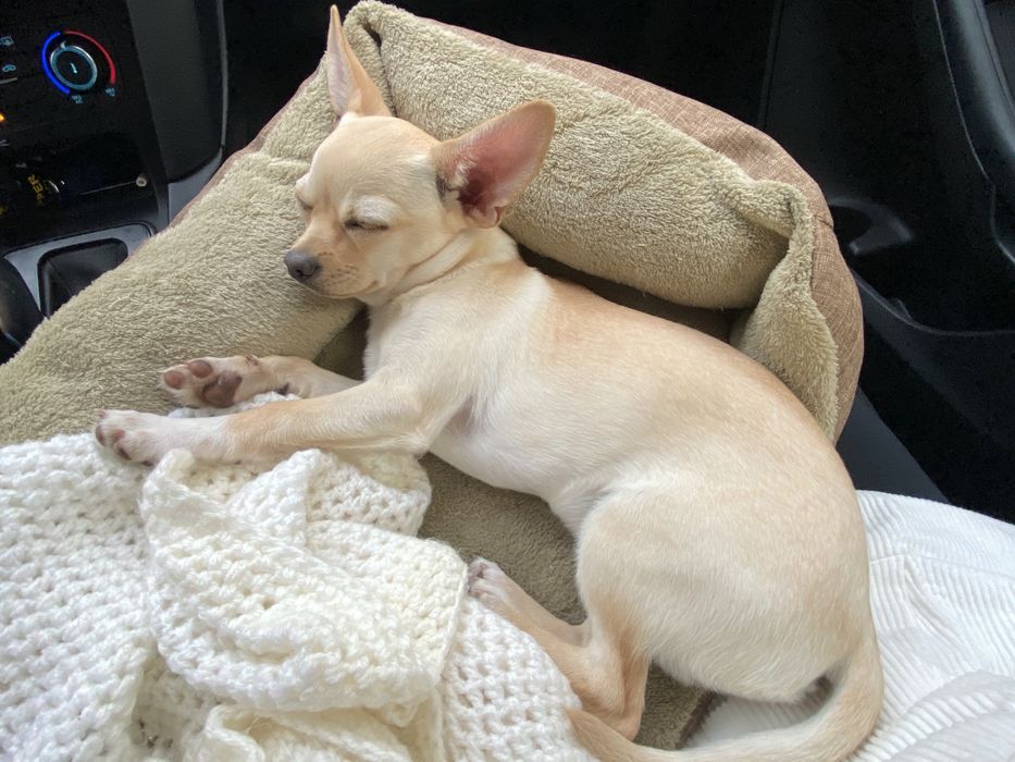 Чіхуахуа вязка