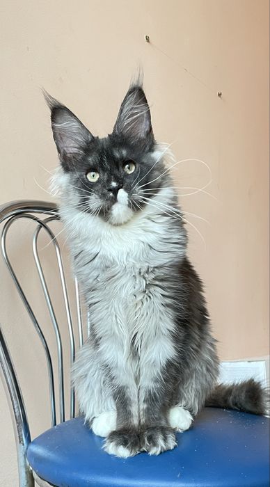 Дівчинка черний дим.