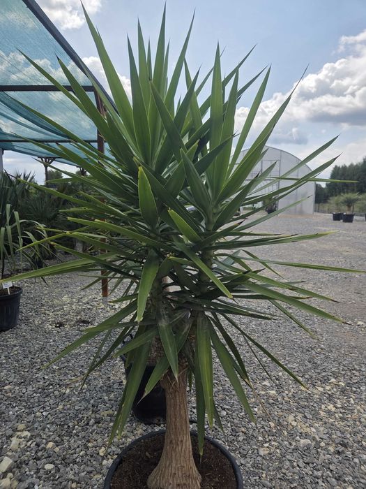 Yucca elephantipes – Juka gwatemalska | Wys. ok. 210–220 cm