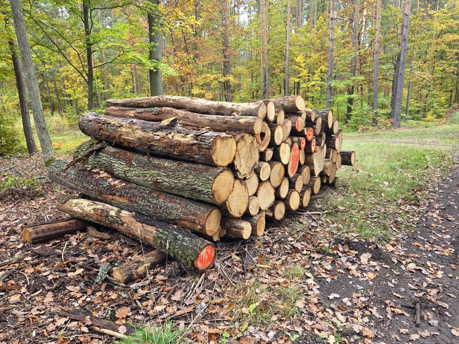 Drewno opałowe w wałkach