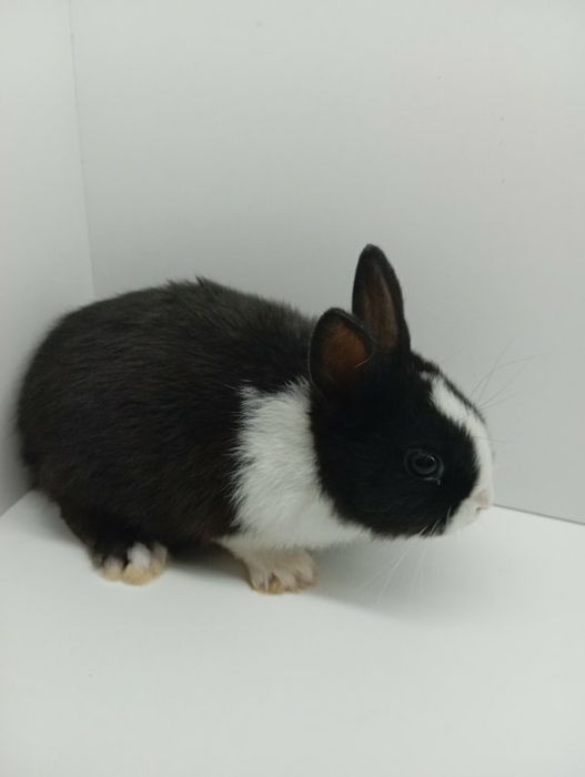 Króliczki  Minilop lwie karzełki sklep zoo Julianowska 7 b Łódź