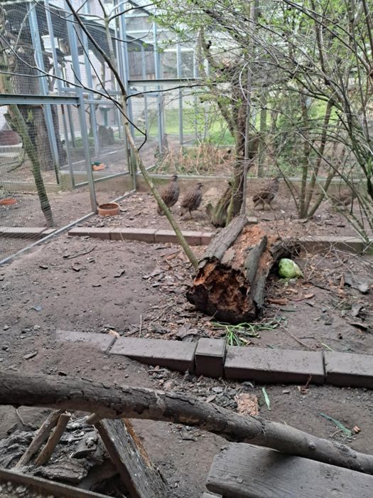 Frankoliny brązowogłowe