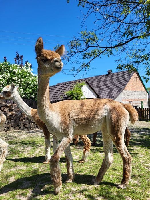Młoda piękna samiczka alpaka