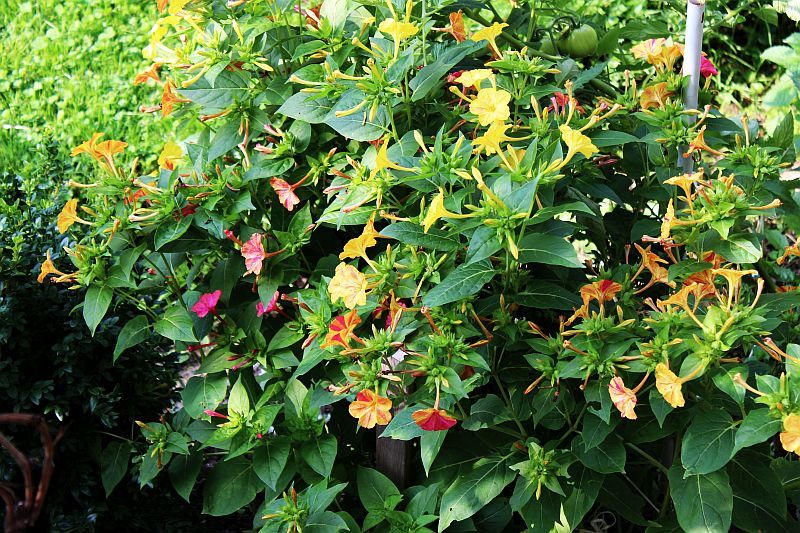 Dziwaczek peruwiański jalapa – korowe kwiaty ! Swiecące w ciemności