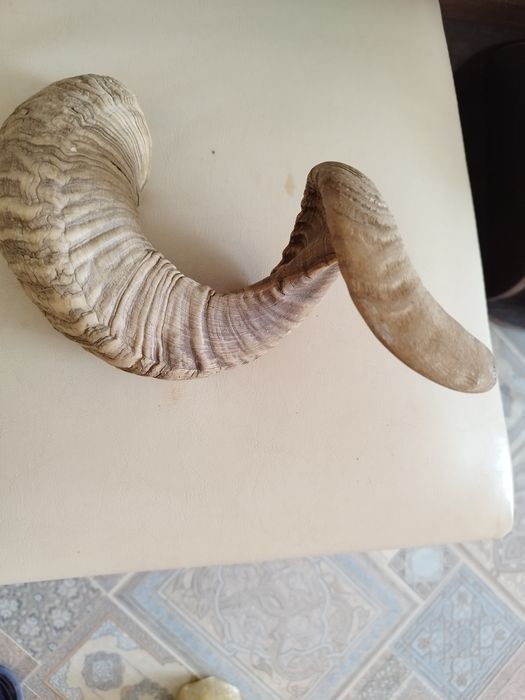 Продаю Рог Архара