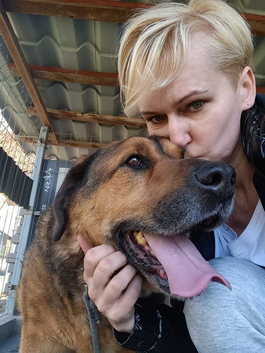 Psy do adopcji- Misiu szuka domku