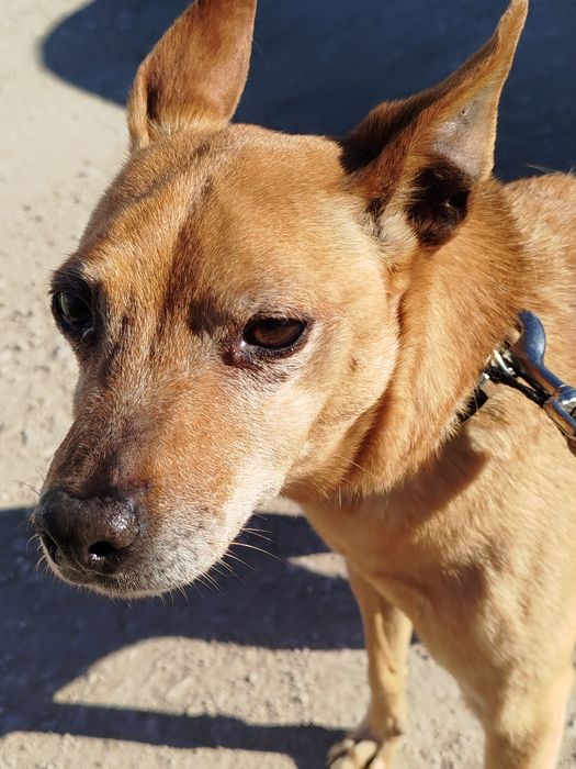 Tobias - cão pequeno para adoção