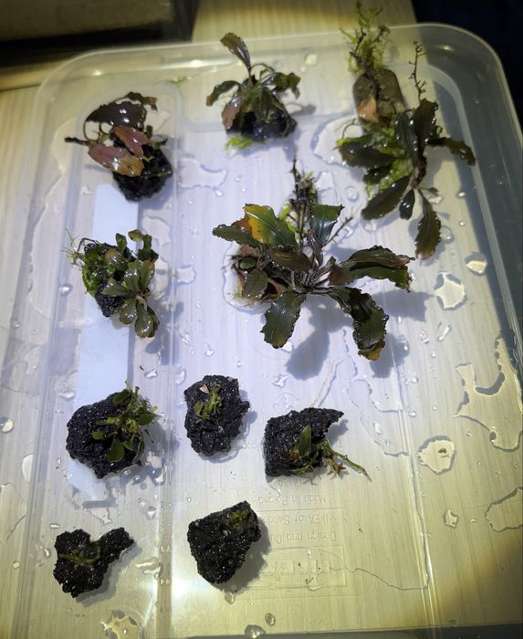 Bucephalandry mix 10szt bucephalandra