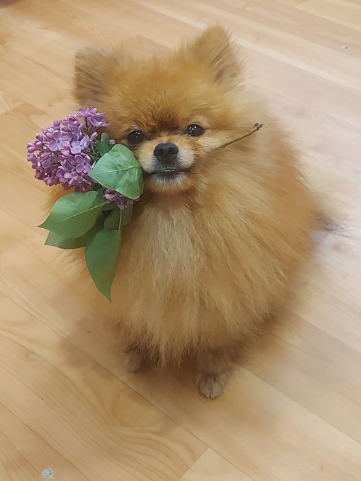 Мини-шпиц готов на свидания для вязки !!!