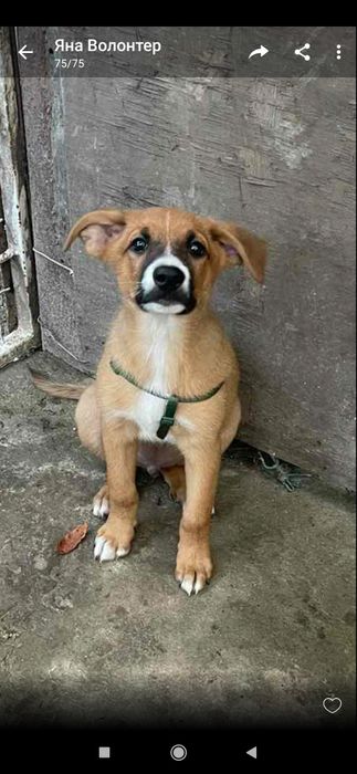 Отдам даром щенка