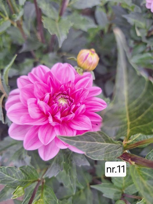 Karpy dalii, georginie