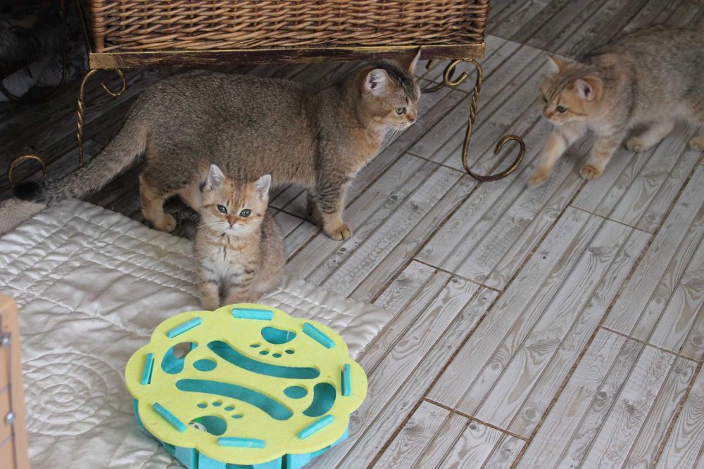 Котик Оскар Шотдандець Золота шиншилла