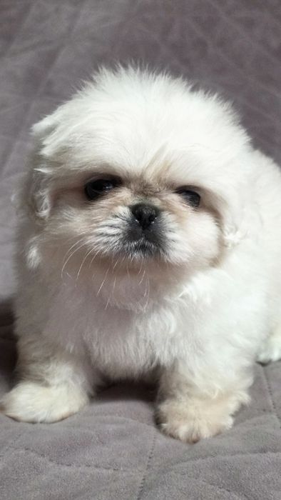 Королівський пікінес