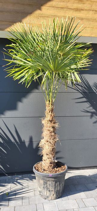 Szorstkowiec fortunego 280cm. Trachycarpus fortunei wysokość 270-280cm