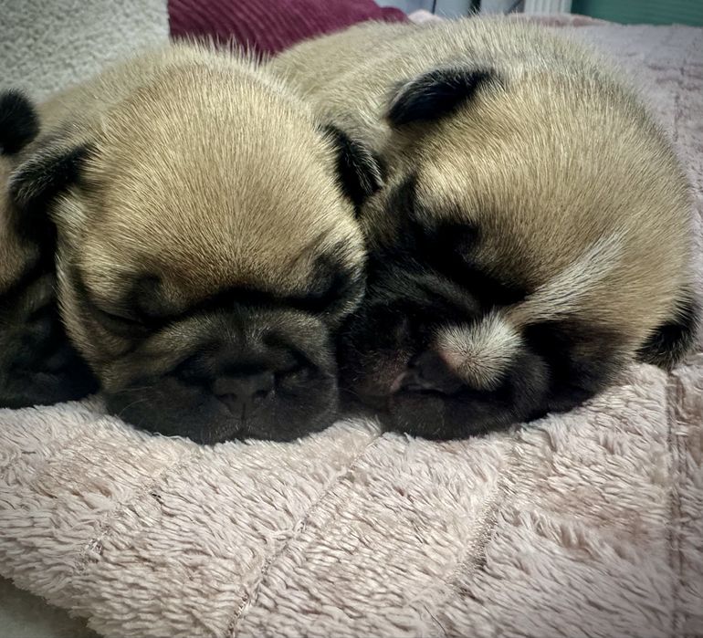 BULDOG francuski FCI samiec