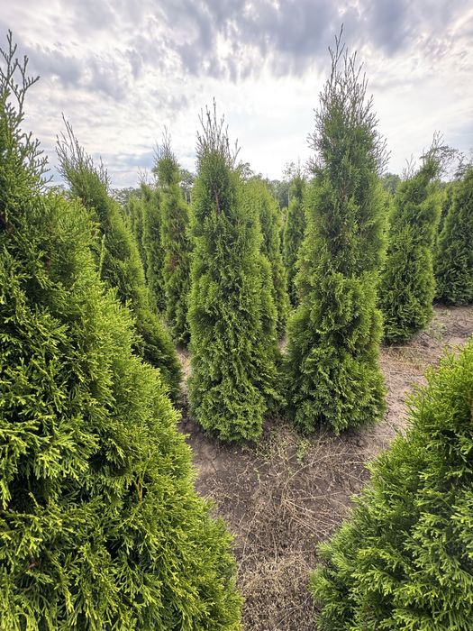 Продам тую Смарагд Супер!