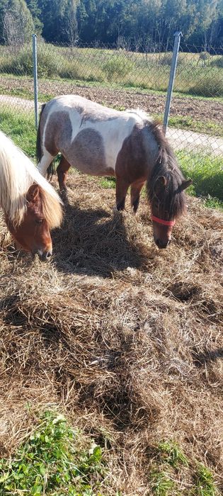 Klacz zrebna  i ogierek  para