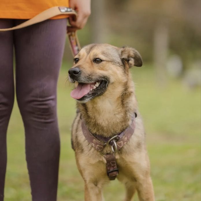 Cadelinha jovem para adoção responsável