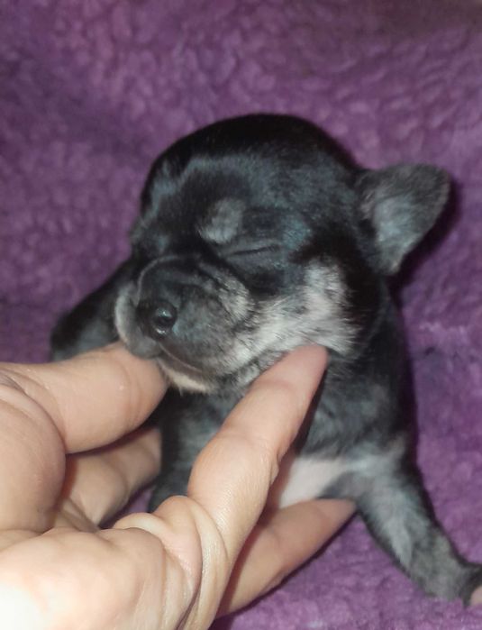 Chihuahua Bebé c/ LOP