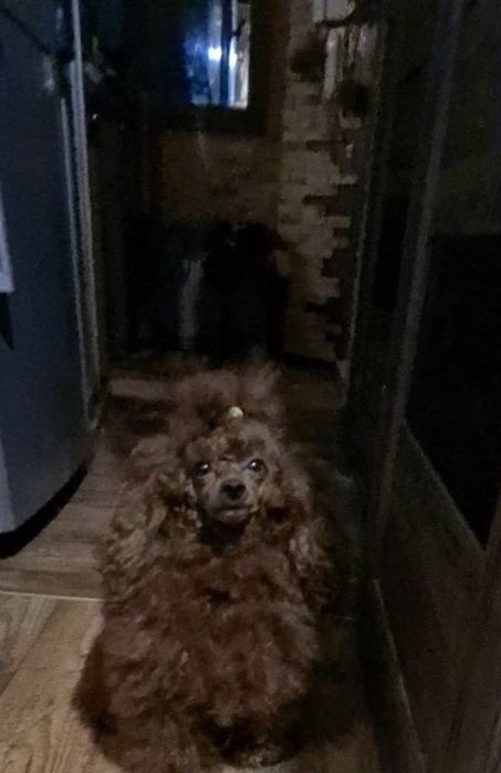 Кобель КСУ Вязка красный пудель.