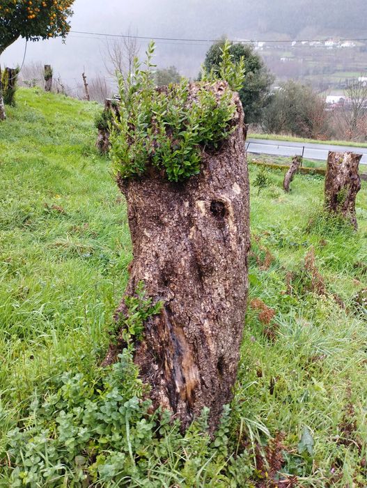 Oliveiras Centenárias