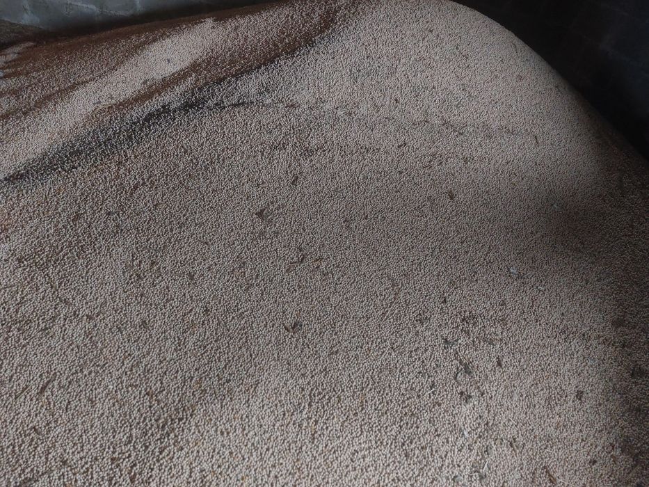 Łubin słodki do siewu