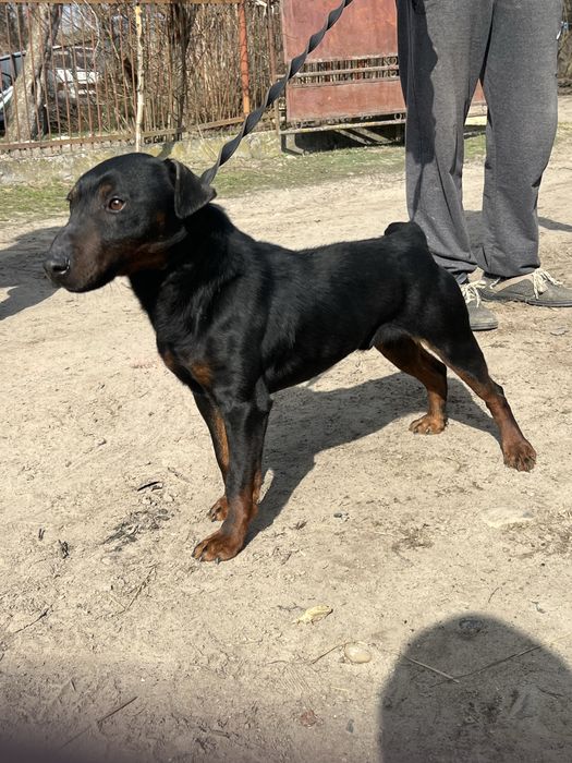 Продам кобеля ягдтерєра