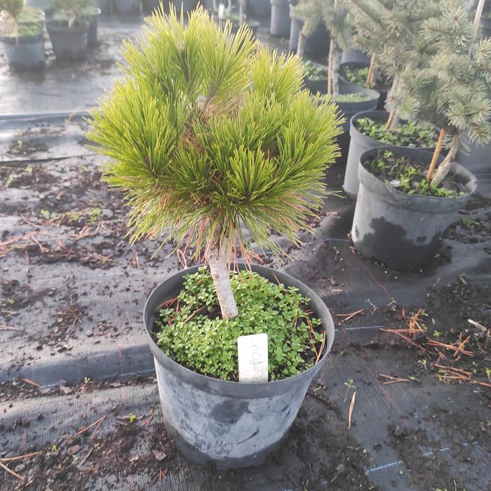 Декоративна рослина ,привита хвоя