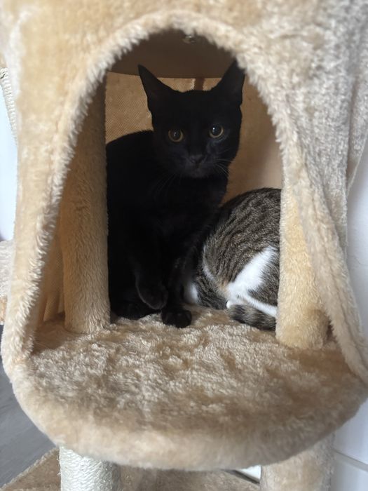 Gatinhos bebes para adoção