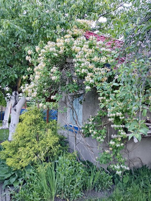 Ogródek działkowy, działka na sprzedaż Kluczbork ul.Norwida