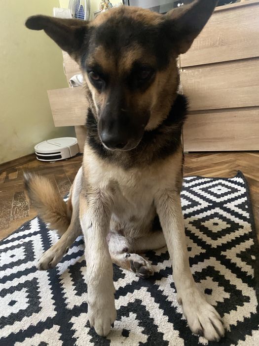 Собака хлопчик у добрі руки