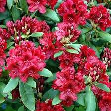 Rododendron Różanecznik ERATO 50 cm 55 zł