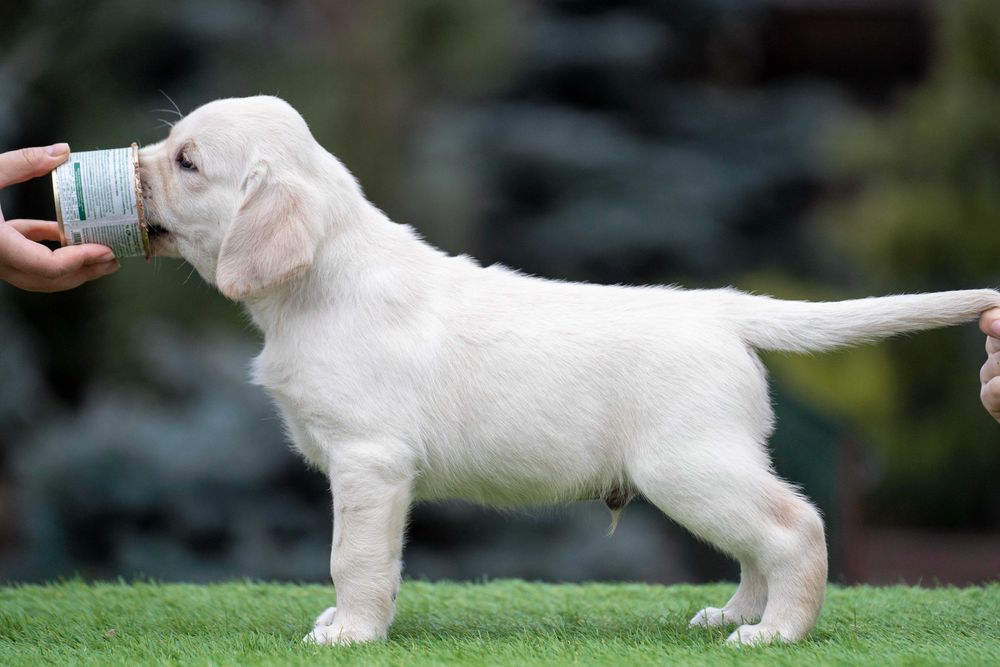 Цуценята Лабрадора від закордонної вязки