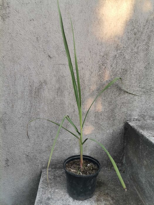 Cana de Áçucar variedade roxa