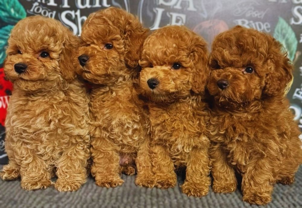 Дівчата і хлопці.той пуделята !