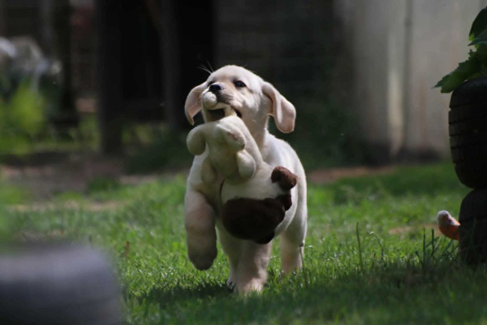 Labrador Retriever - żółty  maluch