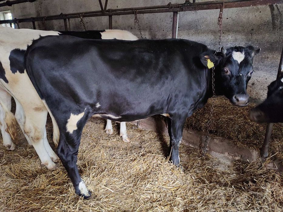 Jałówka cielna jałówka wysokocielna jałówka jałówki cielne