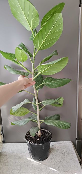 Фикус Бенгальский Одри Фікус Бенгальський 100 см